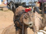 Kamel i Pushkar