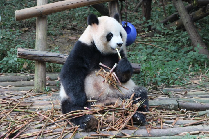 Pandacentret i Chengdu
