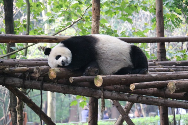 Pandacentret i Chengdu